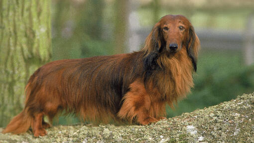 Show me a picture sales of a long haired dachshund